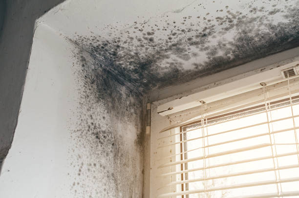 Affordable Mold Cleanup solutions in Pierce, CO